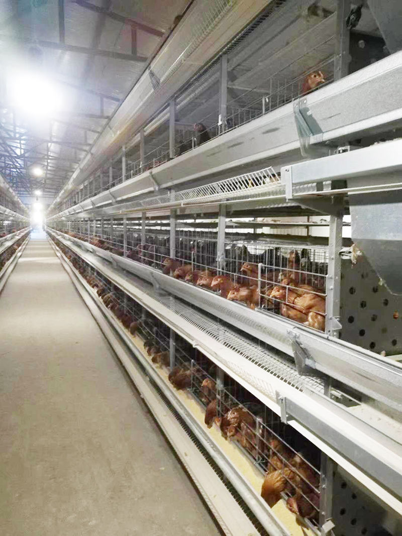 养殖用蛋鸡装备包括那些详细的？？？？？