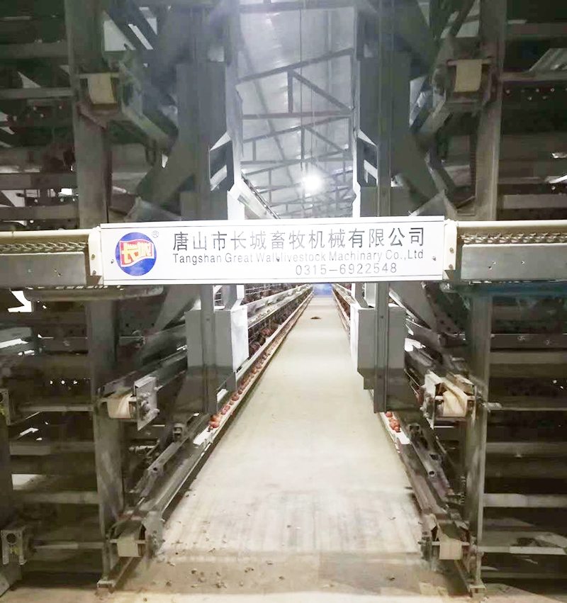 若是您想用自动化装备养蛋鸡，，，哪些蛋鸡装备是必不可少的？？？？