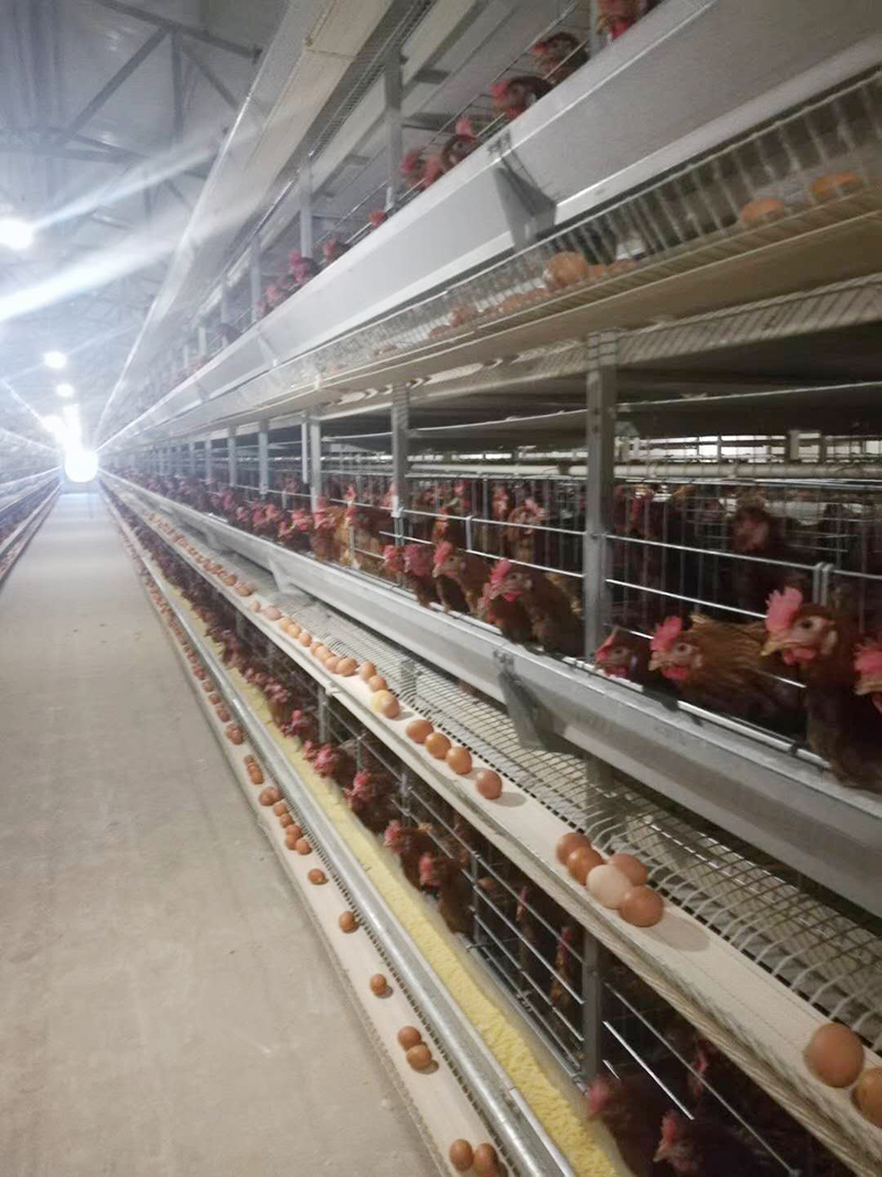 你知道蛋鸡装备的装置要领有哪些吗？？