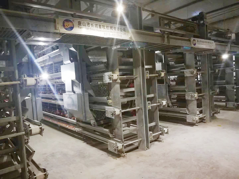 蛋鸡装备该怎样举行使用呢？？