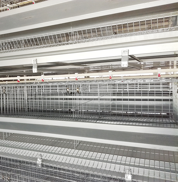 购置蛋鸡装备应该从哪些地方着手？？？？？