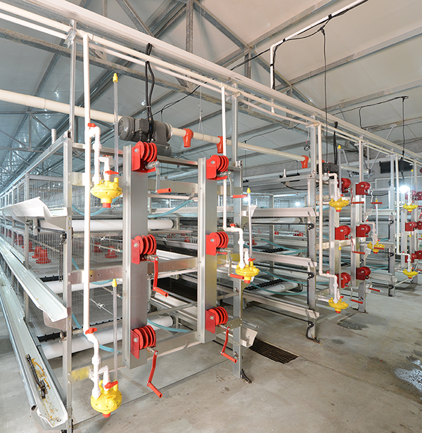 尊时凯龙畜牧肉鸡装备笼养与网养的区别